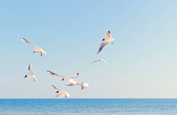 istock Black-headed gulls at the Ocean 181886860