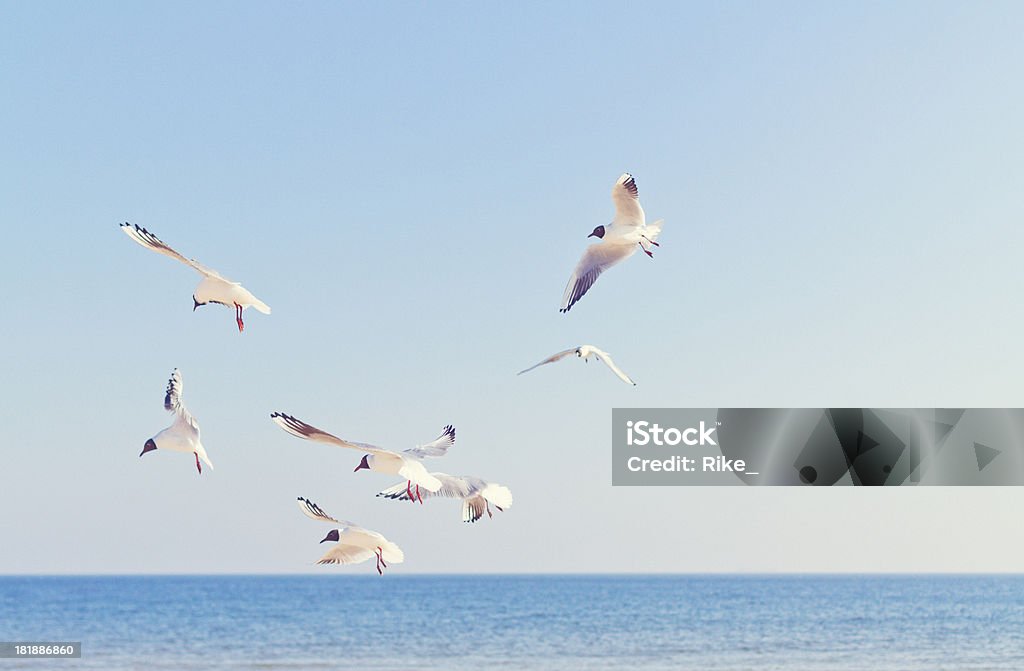 Black-headed gulls at the Ocean Black-headed gulls (Chroicocephalus ridibundus ) at the Baltic Sea Animal Body Part Stock Photo