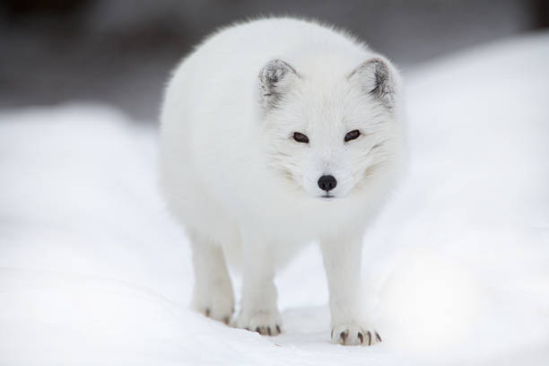 biały piesiec chodzić na śniegu - snow white animal arctic fox zdjęcia i obrazy z banku zdjęć