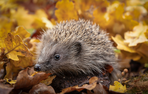 Hedgehog, Scientific name: Erinaceus Europaeus. Close up of a wild, native, European hedgehog in Autumn foraging in colourful orange and yellow oak leaves, facing left.  Horizontal.  Space for copy.