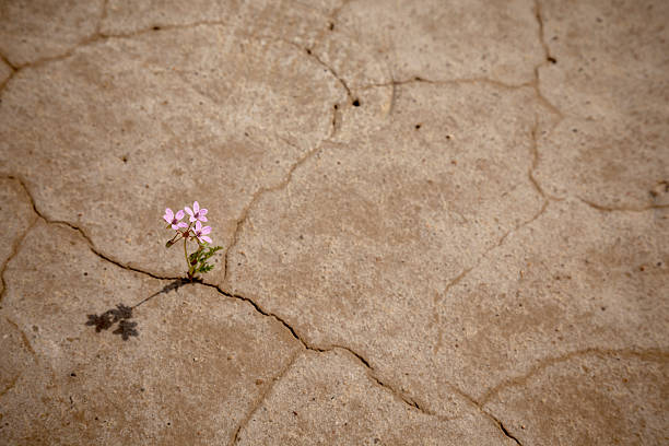 vida nova - cracked dirt clay desert - fotografias e filmes do acervo