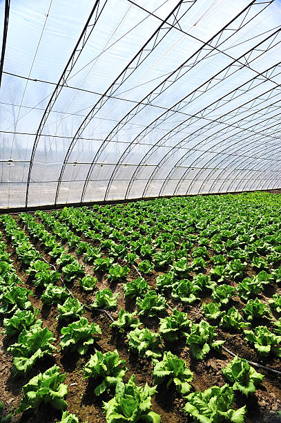 estufa - construction frame plastic agriculture greenhouse imagens e fotografias de stock