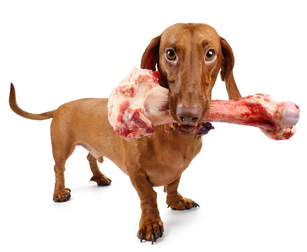 такса и кости - dog animal bone dog bone dog food стоковые фото и изображения