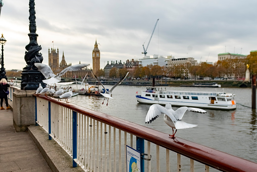 Seagulls on the railings on the South Bank of the Thames with the Houses of Parliament in the background. South Bank of the Thames, London, UK.