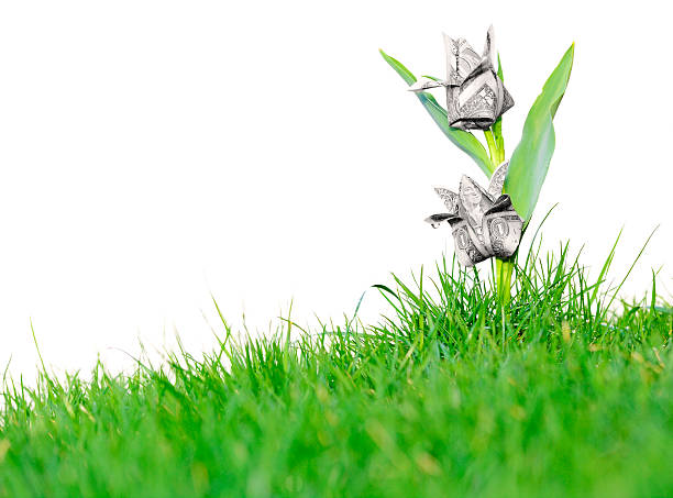 Money blooming like flowers in the green grass Origami tulips made out of dollar bills placed on the real tulip stem in the grass with a morning dew, isolated against white background, in camera isolation. making money origami stock pictures, royalty-free photos & images