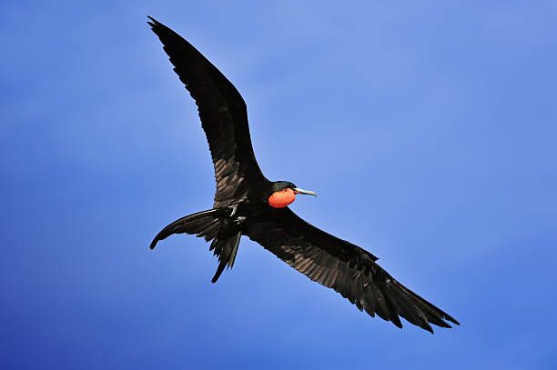 Magnificent Frigatebird "a male Magnificent Frigatebird (Fregata magnificens) in flight.Baja California Sur, Mexico." fregata minor stock pictures, royalty-free photos & images