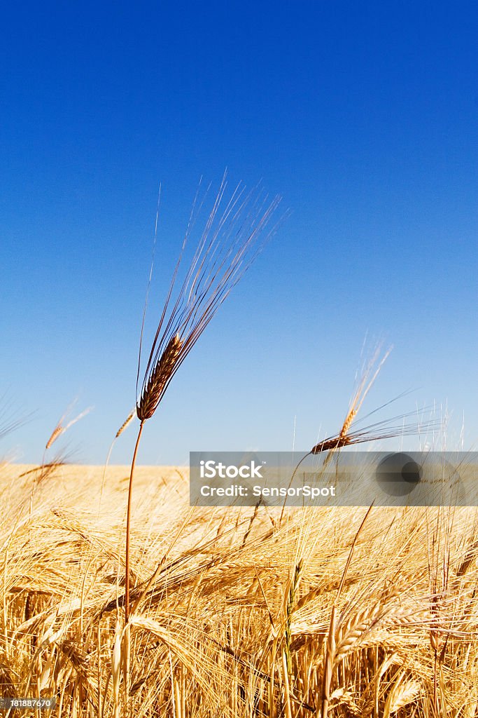 Campo de trigo - Foto de stock de Agricultura libre de derechos