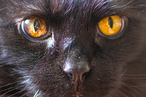 Black Cat - Domestic-Long Hair - Indoor Pet