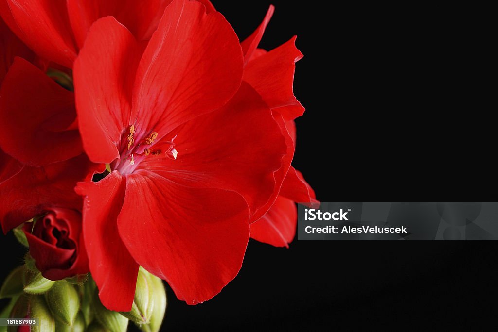 Красный розовый цветок - Стоковые фото Без людей роялти-фри