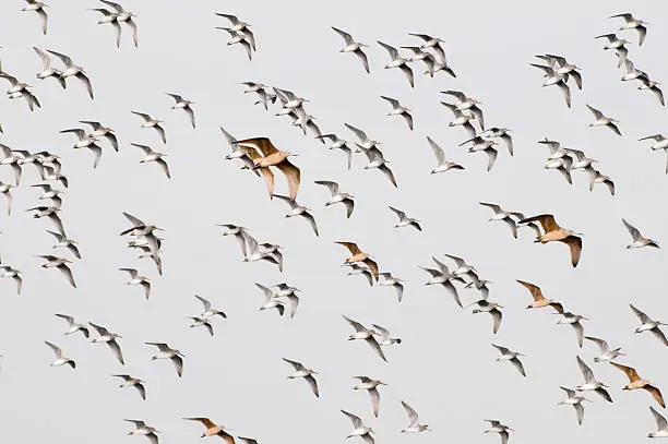 Photo of sandpipers in flight