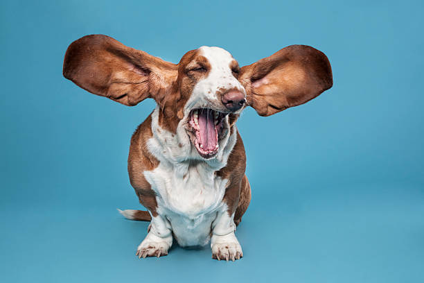 Basset hound Studio shot, isolated on blue barking animal photos stock pictures, royalty-free photos & images