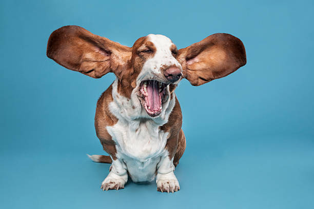 Basset hound Studio shot, isolated on blue barking animal stock pictures, royalty-free photos & images