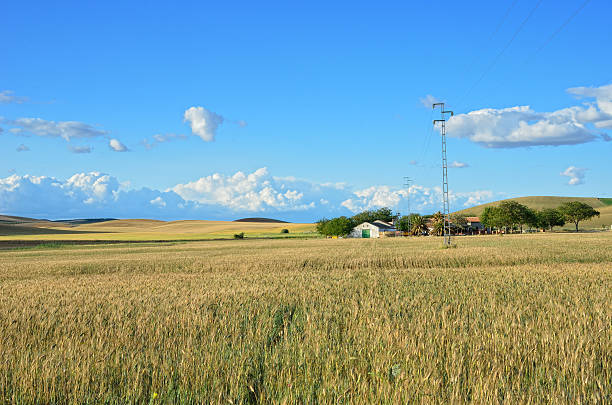 Andalusia is traditionally an agricultural area. The primary cultivation is farming of cereals there.