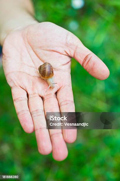 Caracol En Mano Foto de stock y más banco de imágenes de Actividad - Actividad, Animal, Babosa