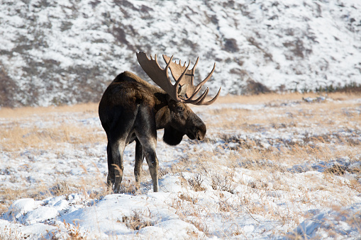 Alaska bull moose in the wild