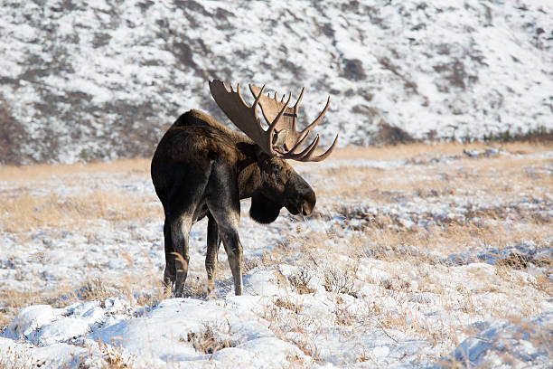 Bull Moose Alaska bull moose in the wild bull moose stock pictures, royalty-free photos & images