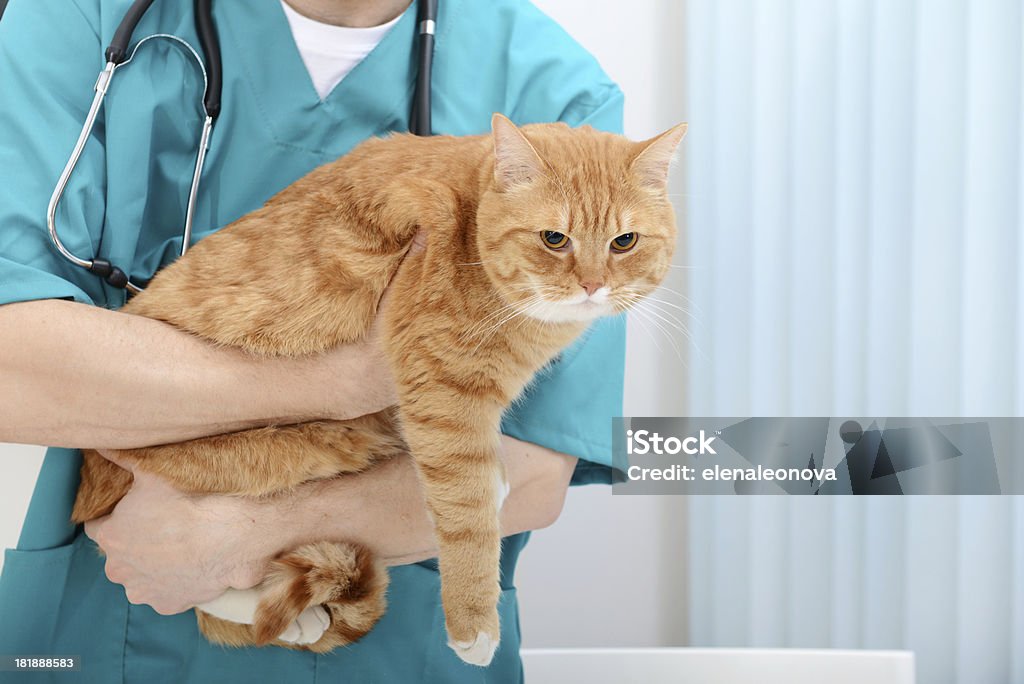 Veterinário e gato - Royalty-free Gato domesticado Foto de stock