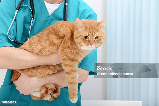 Veterinário E Gato - Fotografias de stock e mais imagens de Gato domesticado - Gato domesticado, Animal de Estimação, Mesa para Exame