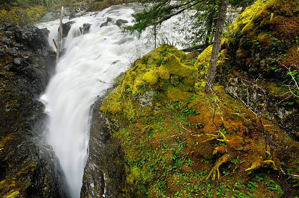 inglês river falls, na ilha de vancouver, canadá - englishman river falls - fotografias e filmes do acervo