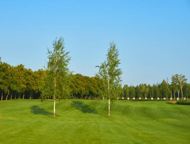 istock Green golf course field and two slender birch trees 1818887925