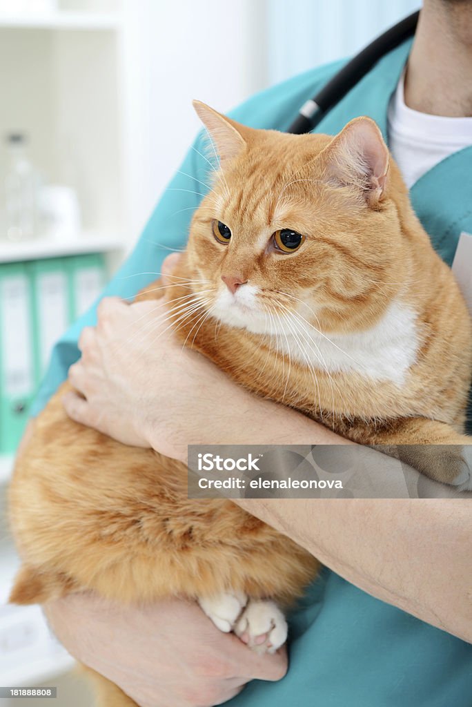 獣医と猫 - 病気のロイヤリティフリーストックフォト