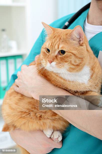 獣医と猫 - 病気のストックフォトや画像を多数ご用意 - 病気, 飼い猫, 1人