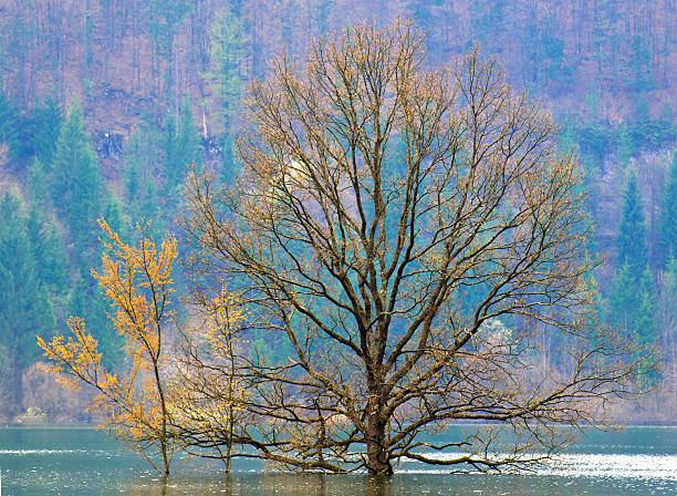 árvore em água - planinsko polje - fotografias e filmes do acervo