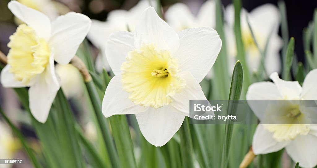 Tromba daffodils - Foto stock royalty-free di Aiuola