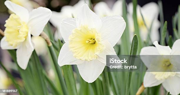 Tromba Daffodils - Fotografie stock e altre immagini di Aiuola - Aiuola, Bellezza naturale, Bianco