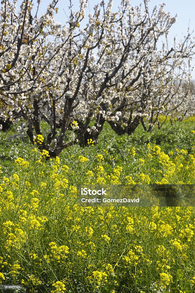 Champ de moutarde et de cerisiers - Photo de Agriculture libre de droits