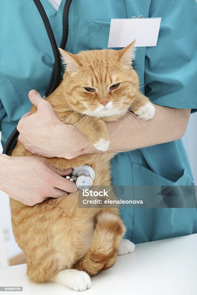 Veterinário e gato - Royalty-free 30-39 Anos Foto de stock