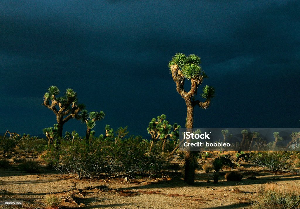 High Desert Yucca Valley "Yucca Valley, CA. Mojave Desert, Eastern view of a storm coming in from the east as the sun sets in the west creating deep shadows. Noise added." California Stock Photo