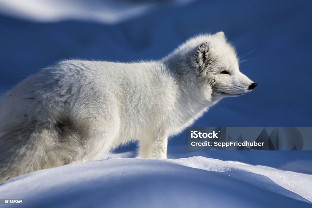 Bianco Volpe artica in piedi sulla neve - Foto stock royalty-free di Circolo Artico