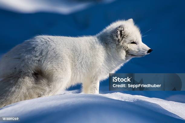 Foto de Branco Ártico Fox Em Pé Na Neve e mais fotos de stock de Raposa - Cão Selvagem - Raposa - Cão Selvagem, Ártico, Neve