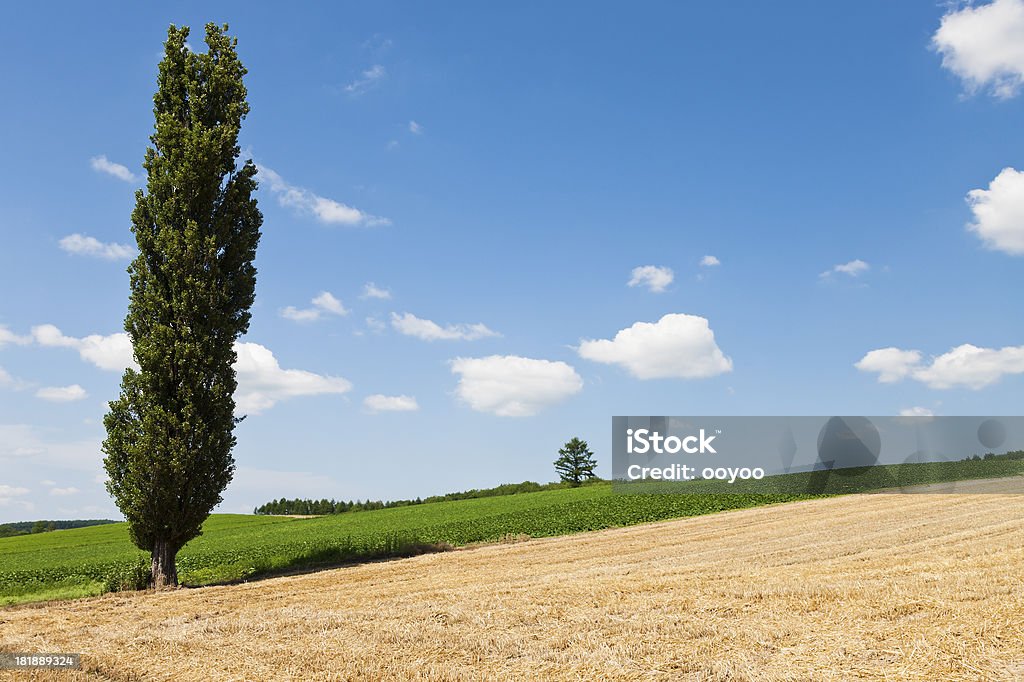 Sommer-Landschaft - Lizenzfrei Agrarbetrieb Stock-Foto