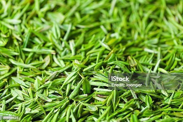 Novo Chá Verde - Fotografias de stock e mais imagens de Agricultura - Agricultura, Ao Ar Livre, Camellia sinensis
