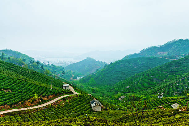 plantation de thé - winding road country road lane tea crop photos et images de collection