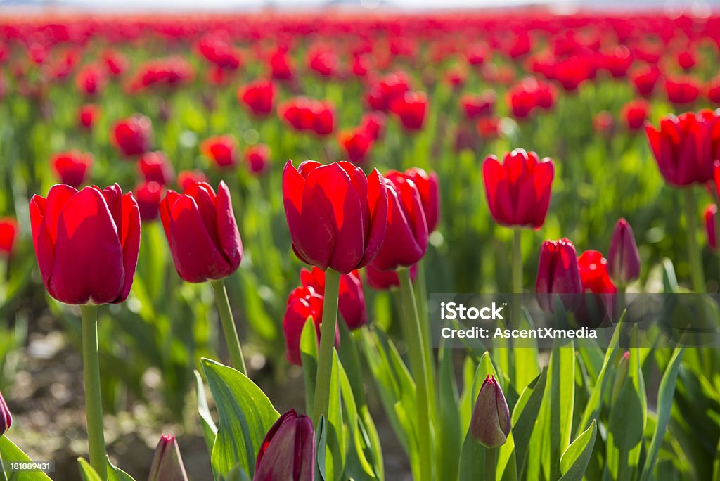 Tulipes - Photo de Agriculture libre de droits