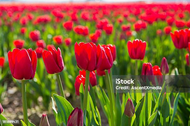 Photo libre de droit de Tulipes banque d'images et plus d'images libres de droit de Agriculture - Agriculture, Beauté de la nature, Comté de Skagit