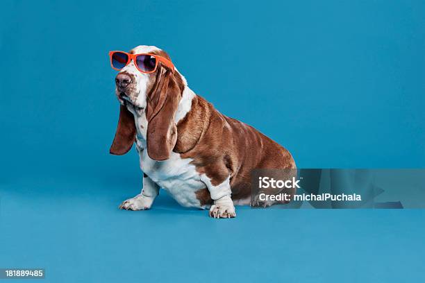 Basset Em Óculos De Sol - Fotografias de stock e mais imagens de Cão - Cão, Óculos de Sol, Fundo Colorido