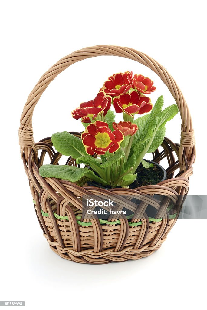 Корзина с Flowerpot из primroses - Стоковые фото Без людей роялти-фри