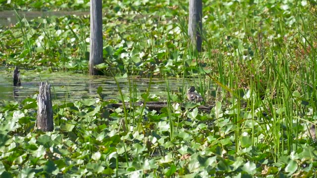 Duck Camouflaged in green marsh with lily pads and trees