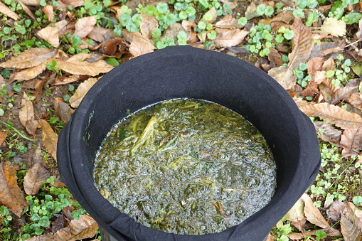 fermenting nettle manure with leaves in a canister in the vegetable garden