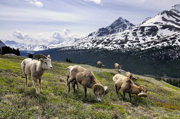 "Herd of bighorn sheeps at Wilcox Pass in Canadian Rockies, Banff National Park, Alberta, Canada."