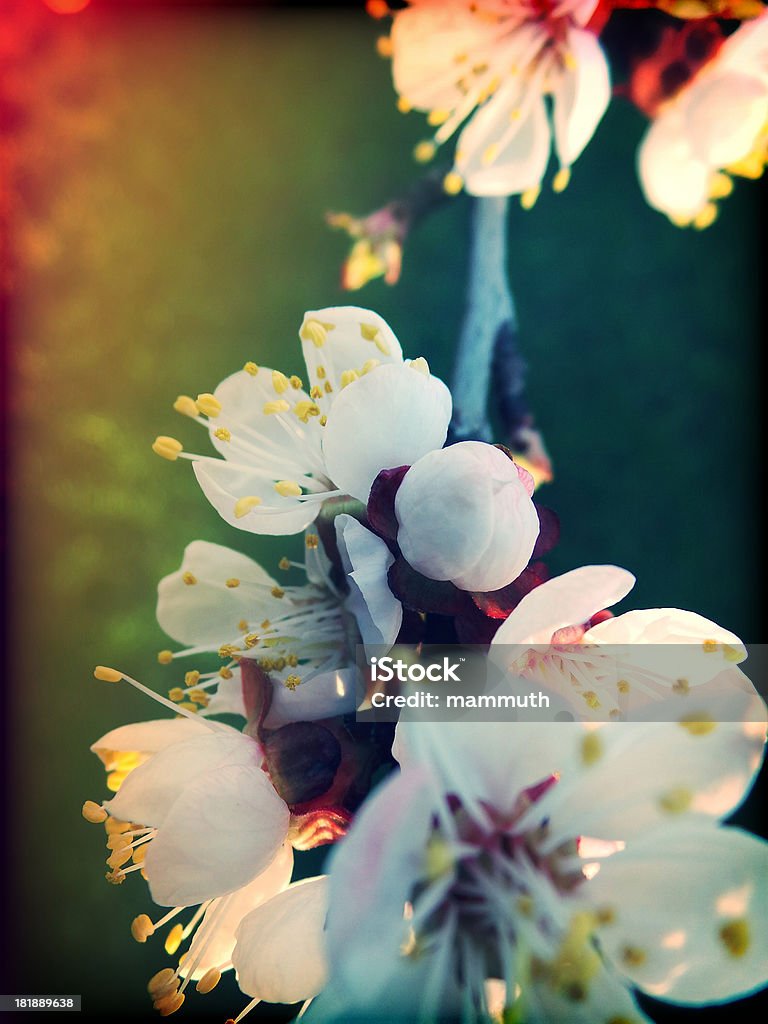 Flor de albaricoque en abril - Foto de stock de Abril libre de derechos