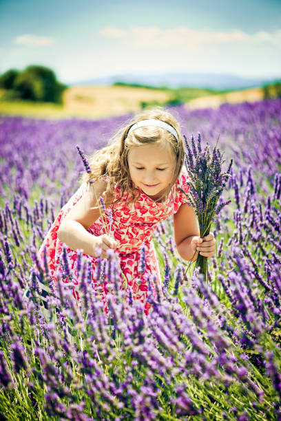istock In the field of lavender 181889706