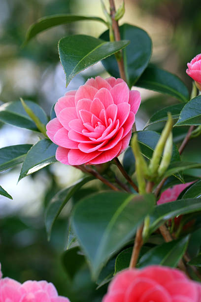 istock Cup of Petals 181889824