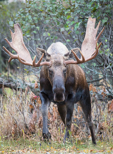 Bull Moose Alaska bull moose in the wild bull moose stock pictures, royalty-free photos & images