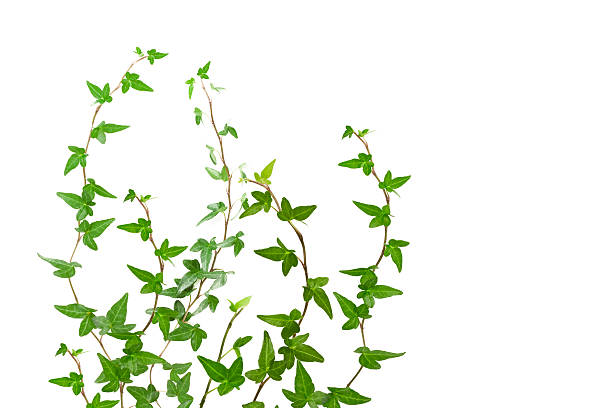 ivy isolated Four different white background illustration of green ivy plant isolated against digital ivy curls on a vertical image. parthenocissus stock pictures, royalty-free photos & images