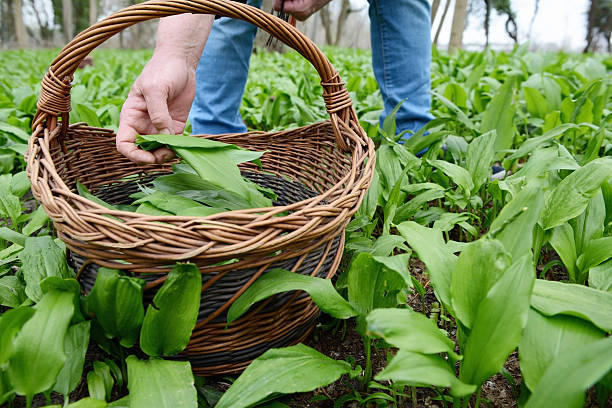 harvesting  wild garlic (Allium ursinum) harvesting  wild garlic (Allium ursinum) wild garlic leaves stock pictures, royalty-free photos & images
